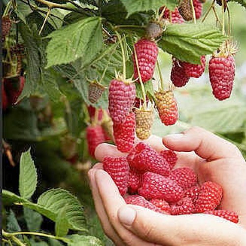 Lampone Rosso Unif. Parsifal 02258805