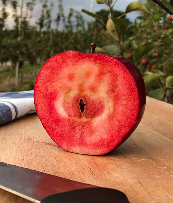 mela polpa rossa